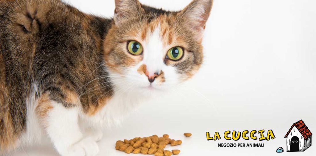 CIBO PER GATTI: vizia il tuo micione con i nostri prodotti! Cibo Per Gatti Ticino 1024x508