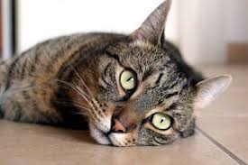 Gatto