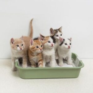 Toilette e Lettiere